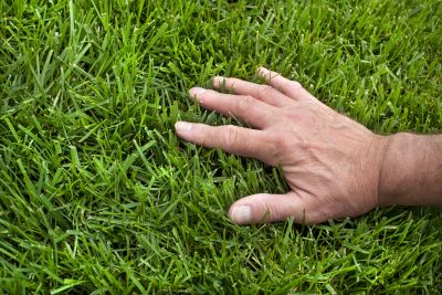 Weekly Lawn Care detail