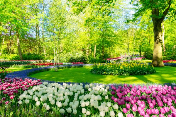 Spring Lawn Care in Anderson
