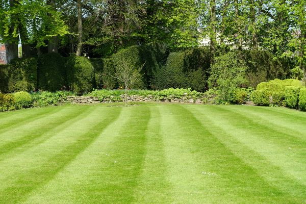 Grass Care Service in Anderson