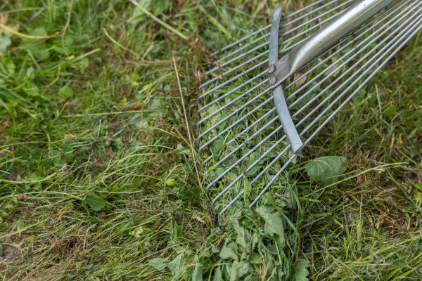 Thatch Raking in Anderson